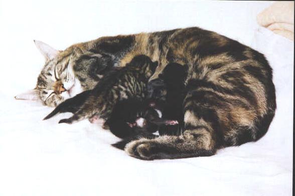 chat5.jpg (27254 octets)